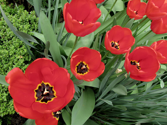 Bulbos de primavera: ¡es hora de plantarlos!